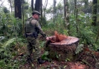 Operação da Polícia Civil realiza prisão em flagrante por extração ilegal de madeira em reserva indigena em Nonoai