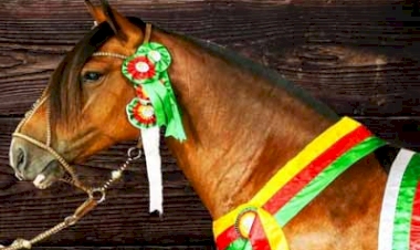 Expo Erechim 2023 sediará a 12ª Exposição Morfológica de Cavalo Crioulo e 1ª Mostra Regional Quarto de Milha e Paint Horse