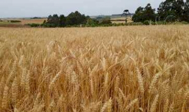 Colheita do trigo avança no RS