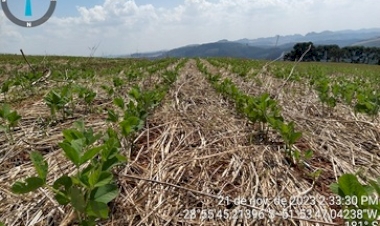 Soja atinge 25% área projetada para safra de verão no RS