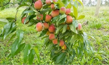 Emater Machadinho convida para evento regional sobre fruticultura