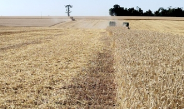 Colheita do trigo no RS se aproxima do final