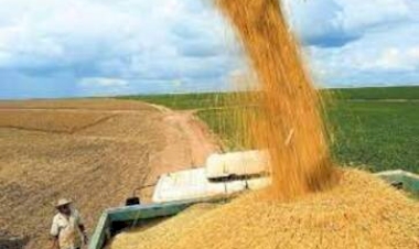 Conab realiza leilão para contratar frete de 2,65 mil toneladas e milho