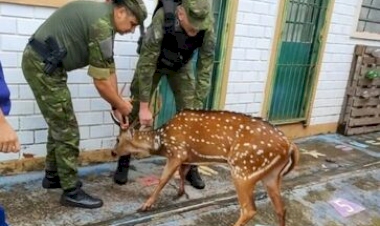 3° Batalhão Ambiental da Brigada resgata um cervídeo chital (Axis axis) em Passo Fundo