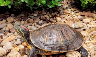 BABM resgata Tartataruga-de-orelha-vermelha em Erechim