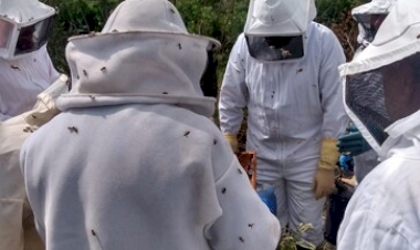 Meliponicultura acontece próxima quinta-feira (14)