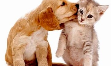 Verão aumenta ocorrência de parasitas em pets; saiba como prevenir e identificar