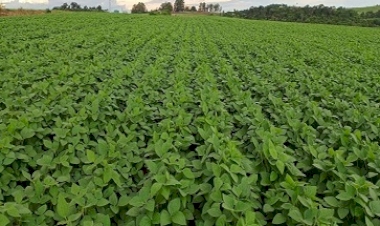 Plantio da soja está praticamente concluído no RS