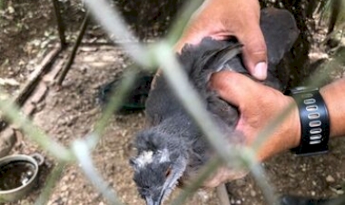 Batalhão Ambiental flagra pássaros silvestres mantidos em cativeiro