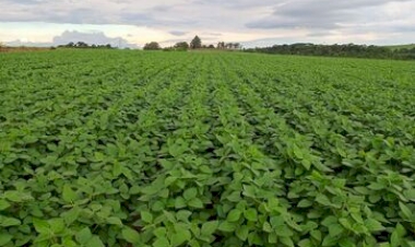 Chuvas favorecem o desenvolvimento das lavouras de soja e milho