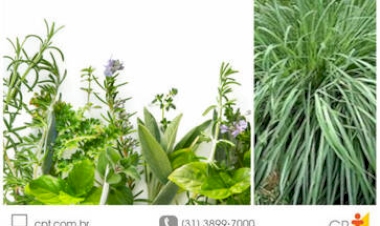 Conheça 7 plantas que afastam mosquitos para manter em casa