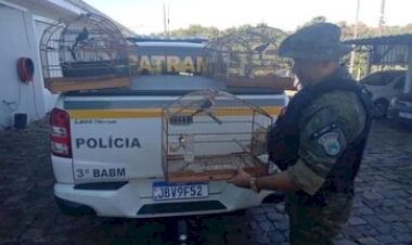 Brigada Militar resgata pássaros silvestres mantidos em cativeiro