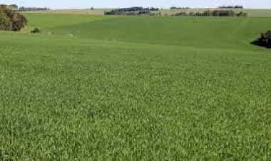 Soja mantém desenvolvimento favorável no RS