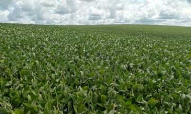 Volta da chuva contribui com desenvolvimento da soja no RS