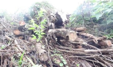 Batalhão Ambiental flagra 75.900 metros quadrados de desmatamento em Sarandi