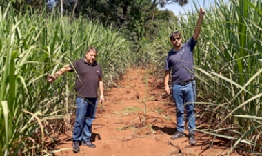 Emater Machadinho verifica campo experimental de cana-de-açúcar