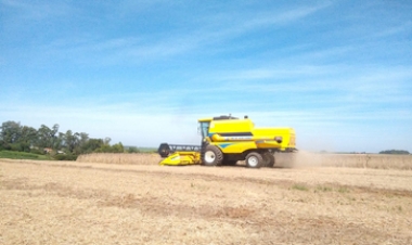 Colheita da soja chega a 3? área plantada no RS