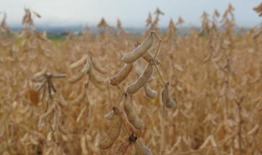 Safra de grãos no RS deve ser 45,3% maior, aponta levantamento da Conab