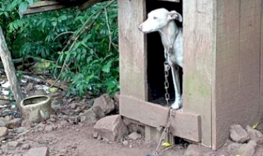 POLÍCIA CIVIL E BRIGADA MILITAR PRENDEM HOMEM EM FLAGRANTE POR CRUELDADE CONTRA ANIMAIS EM ERVAL GRANDE