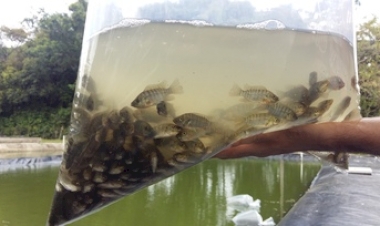 Município de Machadinho, RS, impulsiona a Piscicultura Local com Parceria Estratégica