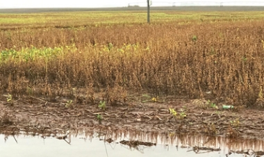 Apesar das condições climáticas desfavoráveis, avança colheita da soja no RS