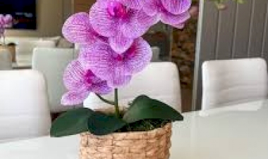 Círculo Orquidófilo de Erechim promove sua primeira exposição de orquídeas