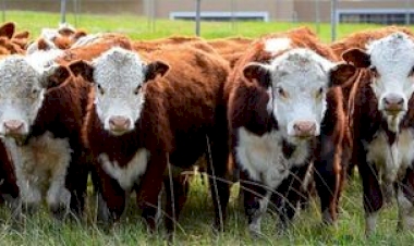 Declaração de rebanho tem prazo prorrogado para 31 de julho no Rio Grande do Sul