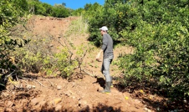 Produtores de citros enfrentam dificuldades e contabilizam prejuízos na Serra