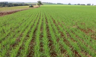 Semeadura do trigo segue no RS