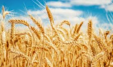 Área cultivada de trigo tem redução de 12,84% em relação à safra anterior