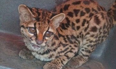 Brigada Militar resgata animal da fauna silvestre no interior de Lagoa Vermelha