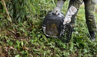 Brigada Militar resgata ouriço-cacheiro de dentro de escola em Erechim