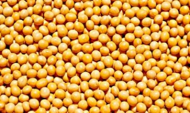 Conab prevê safra de 299,27 milhões de toneladas de grãos no país e de 37,1 milhões de toneladas no RS