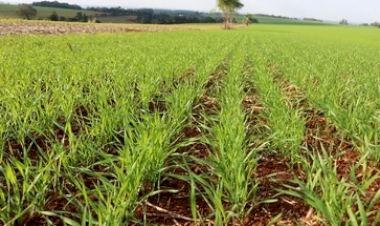 Condições climáticas variáveis dificultam plantio do trigo no RS