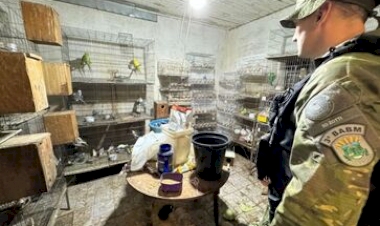 Brigada Militar flagra mais de 700 animais em situação de maus-tratos em Passo Fundo