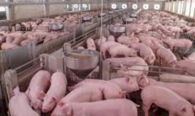 24 de Julho - Dia do Suinocultor  Com projeções de alta em julho, setor espera mais exportações com ação no SIAVS