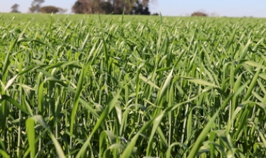 Plantio do trigo está quase concluído no RS