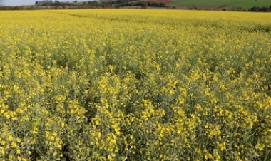 Canola apresenta desenvolvimento satisfatório no RS