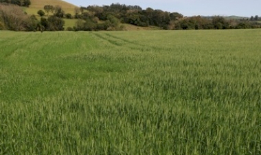 Produtividade do trigo permanece favorável apesar de intercorrência climática