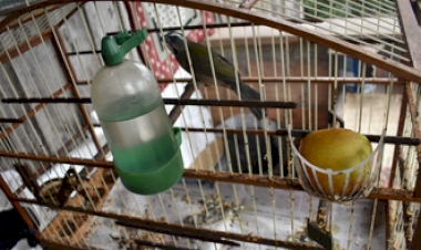 Batalhão Ambiental resgata pássaros silvestres