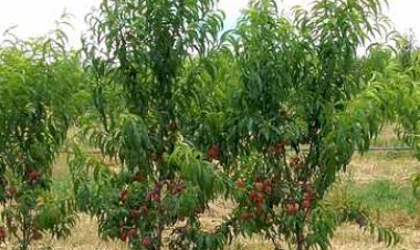 Pesquisa da UFFS aponta caminhos para otimizar cultivo de pêssegos