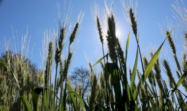 Chuvas foram fundamentais para desenvolvimento do trigo na última semana