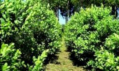 Sicredi assina acordo com governo do Rio Grande do Sul para fomentar cultivo de erva-mate no Estado