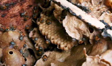 Meliponicultura: rainhas estão em plena postura 