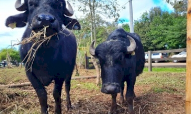 Emater/RS-Ascar destaca potencial pecuário do Rio Grande do Sul
