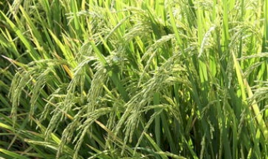 Safra 2024/2025: Rio Grande do Sul deve ter a maior produção de grãos da sua história, estima Conab