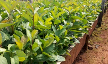 Erva-mate tem possibilidade de ganhar novos mercados com produtos inovadores