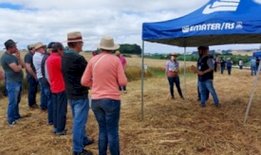 Dia de Campo avalia resultados com 24 variedades de cultivares de cereais de inverno