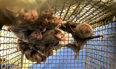 Focos de raiva herbívora são identificados em Erval Grande