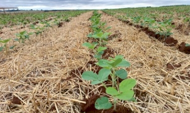 Plantio da soja avança no Estado e atinge 60 por cento da área estimada